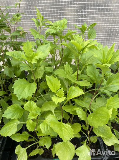 Рассада петунии, астры, бархатцев, георгины