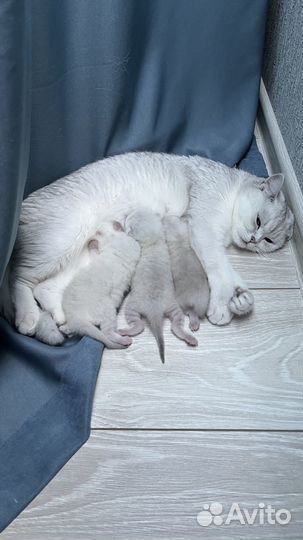 Шотландские котята чистокров. серебристая шиншилла