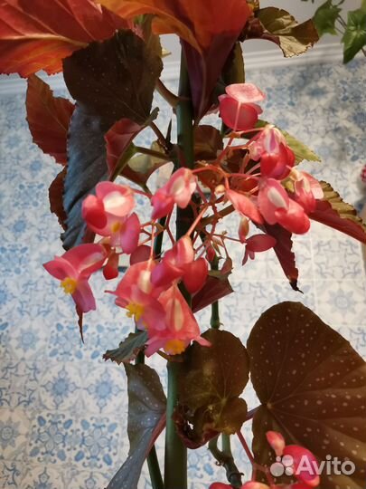 Бегония Коралловая