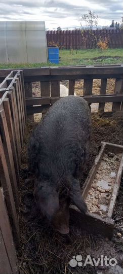 Хряк венгерской мангалицы
