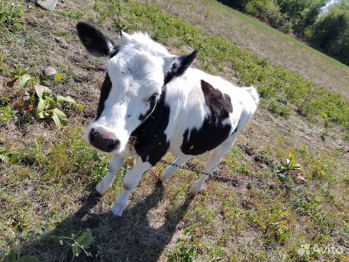 Продажа телят