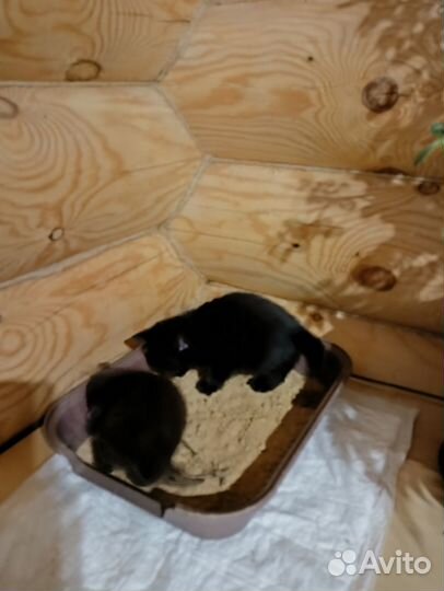 Отдам котят бесплатно в добрые руки