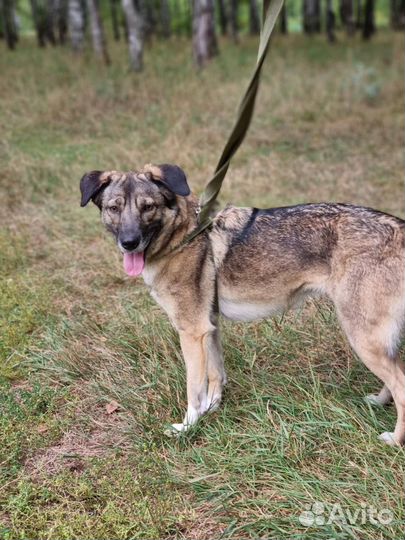 Собака Мира из приюта Некрасовка ищет дом