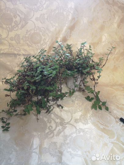 Пилея, традисканция, алиссум,плющ, гипоэстос