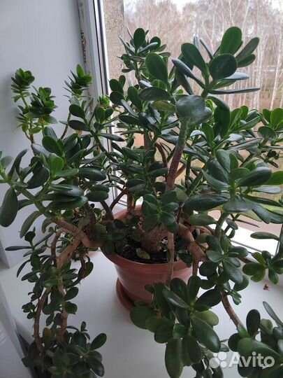 Замиокулькас