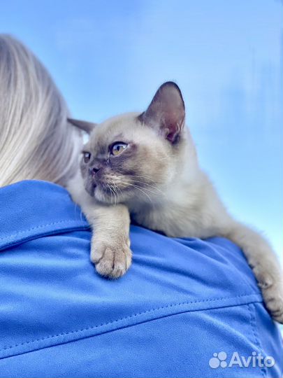 Бурманский элитный котёнок