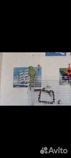 Ожереловый попугай самец