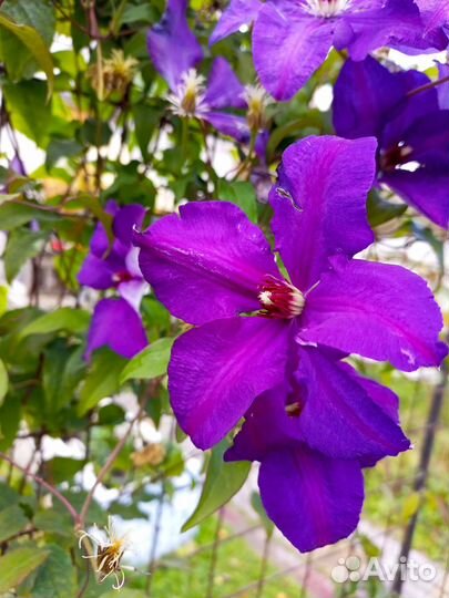 Укорененные черенки клематиса