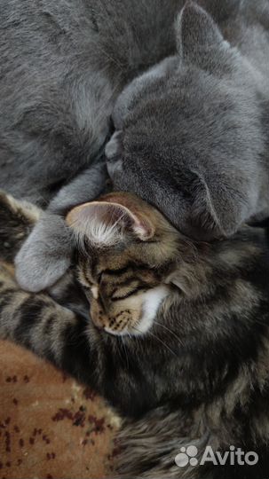 Шотландский прямоухий кот вязка