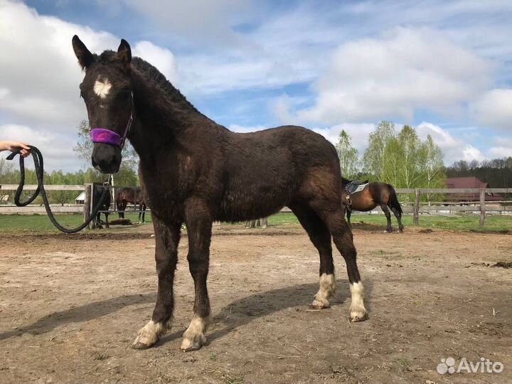 Жеребчик полутяж 6 месяцев
