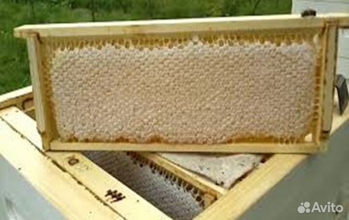 Мед Алтайский опт