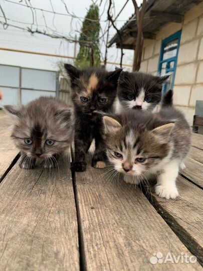 Котята в добрые руки