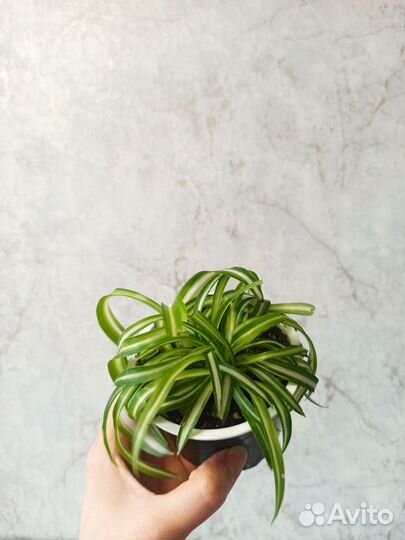 Хлорофитум кудрявый, традесканция, крассула, синг