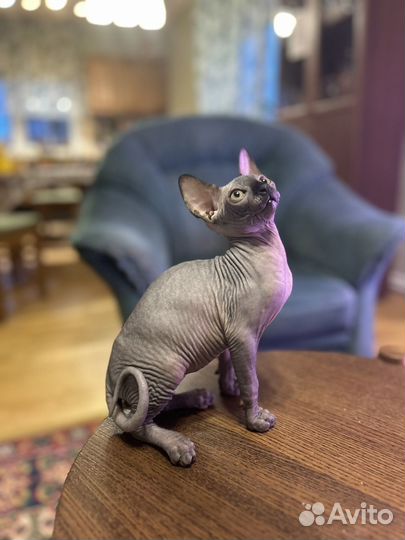 Канадский сфинкс котенок
