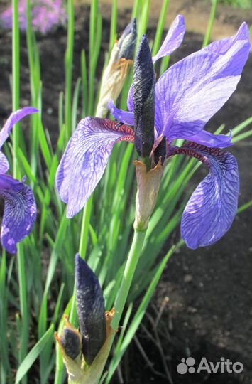 Ирис Sp.Башкирия