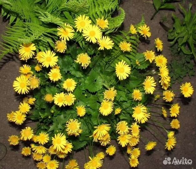 Садовые многолетники Цветы