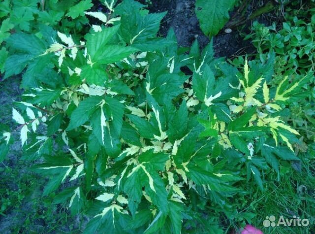 Тенелюбивые растения