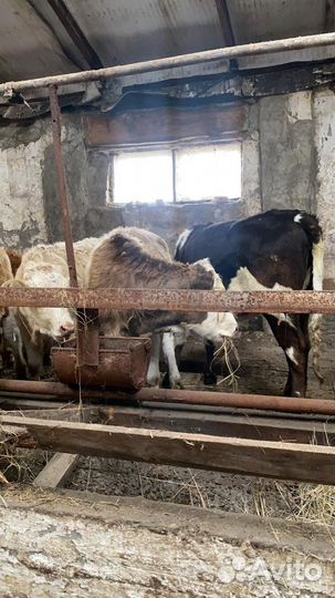 Быки и телки