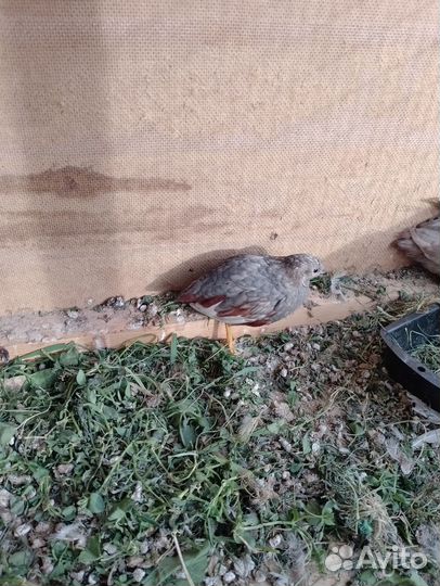 Китайский расписной перепел