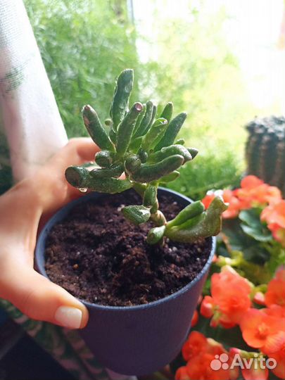 Крассула хоббит