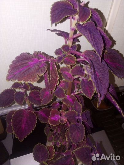 Колеусы, крапивка