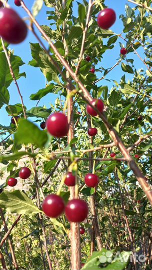 Саженцы вишни