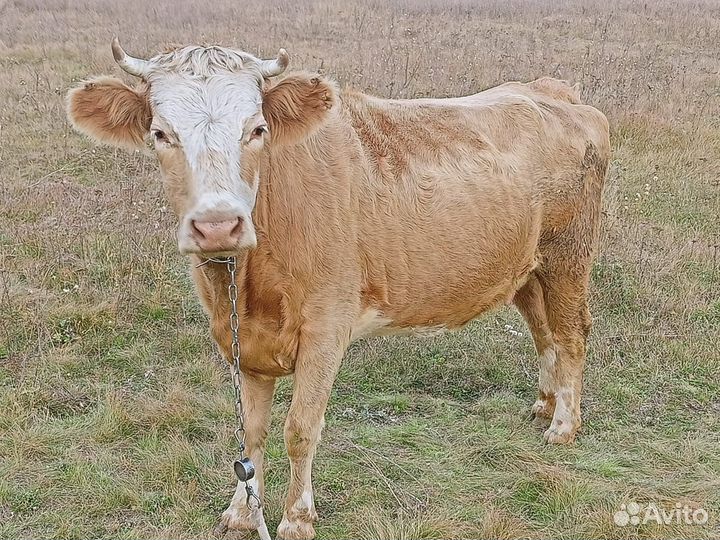 Продам карову