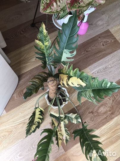 Филодендрон карамель марбл