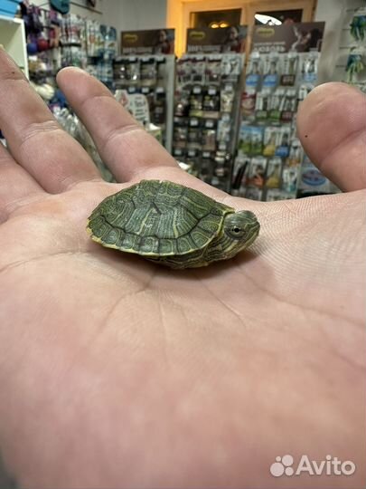 Красноухая черепаха маленькая