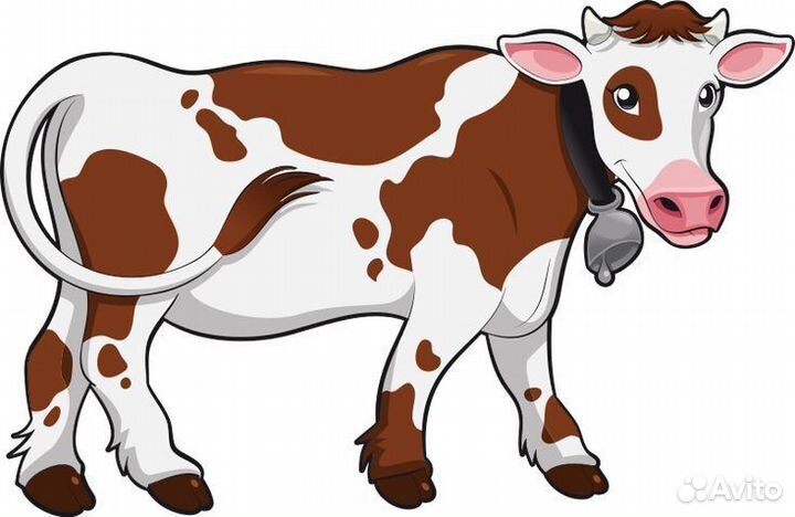 Телки стельные