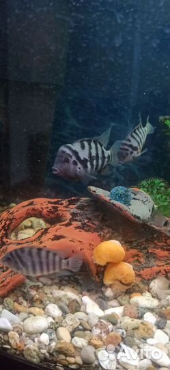 Рыбки цихлиды