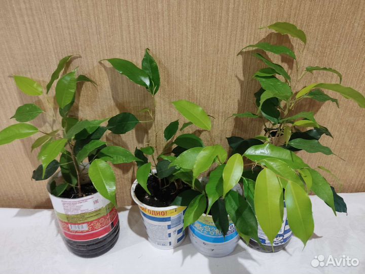 Фикус Экзотика