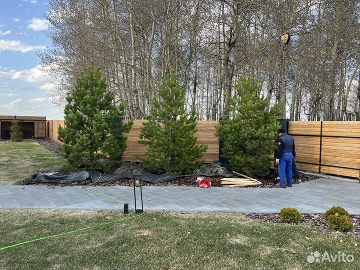 Сосна живая