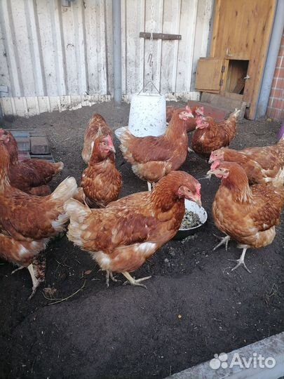 Продам кур несушек