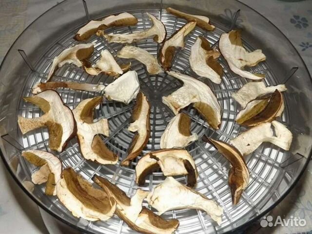 Грибы рыжики и другие