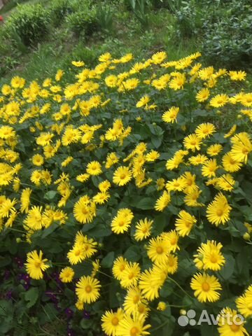 Цветы ромашки