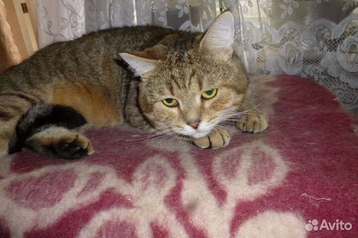 Британец Вася - в ответственную семью