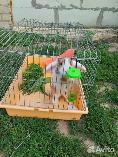 Кролик вислоухий