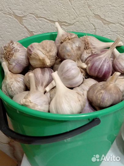 Чеснок домашний