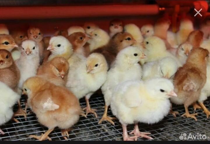 Цыплята