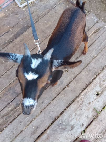 Продаются камерунские козочки