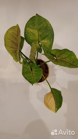 Сингониум орм Тонг вар