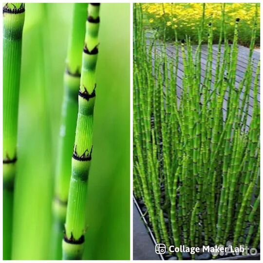 Растения для пруда и прибрежной зоны