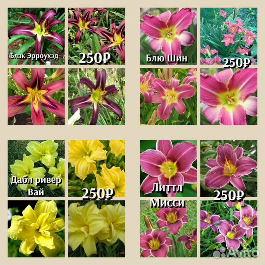 Лилейник 170