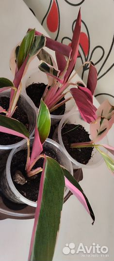 Строманта триколор