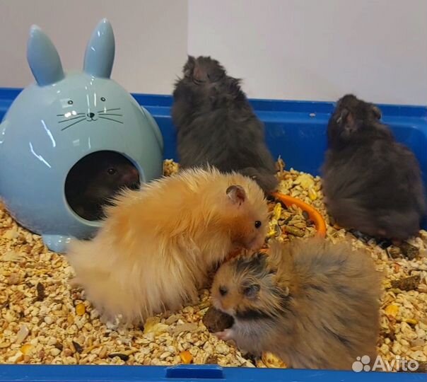 Сирийский и Ангорский хомячки