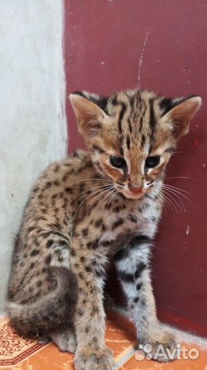 Алк для заводчиков и азиатские леопардовые кошки д