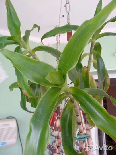 Золотой ус или коллизия