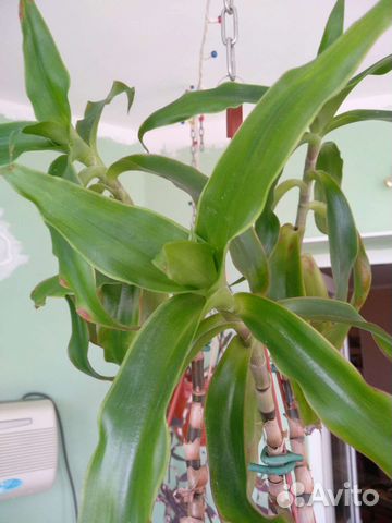 Золотой ус или коллизия