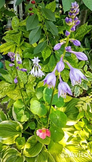 Хоста и асплениум-папоротник